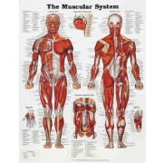 The Muscular System Chart