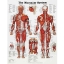 The Muscular System Chart