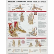 Anatomy of the Foot and Ankle Injuries Chart