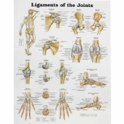 Ligaments of the Joints Chart