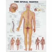 The Spinal Nerves Chart
