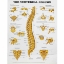 The Vertebral Column