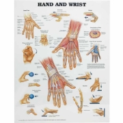 Hand and Wrist Chart