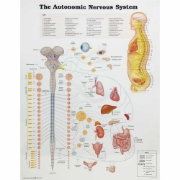 The Autonomic Nervous System Chart