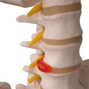 Life Size Skeleton 180cm Tall