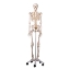 Skeleton - Life Size 180cm Tall
