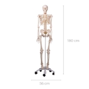 Skeleton - Life Size 180cm Tall