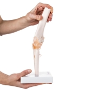 Elbow Joint - Life Size Model