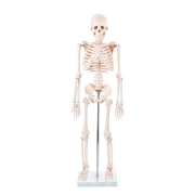 Skeleton - 85cm Tall