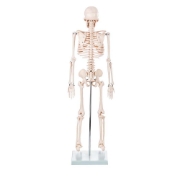 Skeleton - 85cm Tall