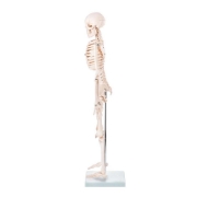Skeleton - 85cm Tall