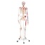 Skeleton - with Muscles and Ligaments 180cm Tall