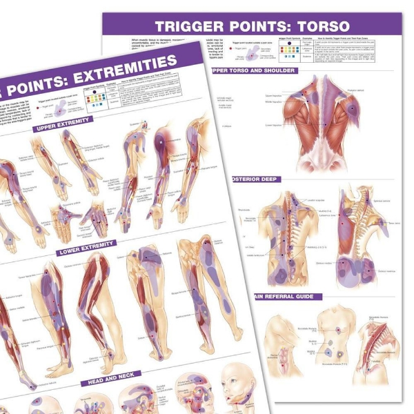 Trigger Points: Torso and Extremities (Set of Two)
