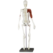 Balanced Body® Anatomy & Movement Kit