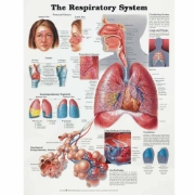 The Respiratory System 594mm x 420mm