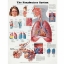 The Respiratory System