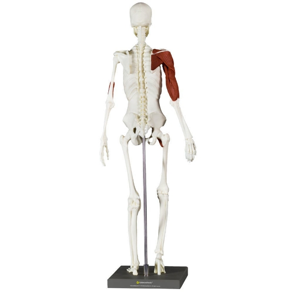 Balanced Body® Anatomy & Movement Kit