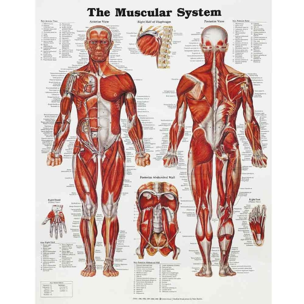 The Muscular System Chart