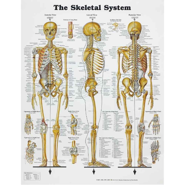 The Skeletal System