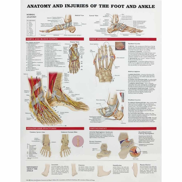 Anatomy of the Foot and Ankle Injuries
