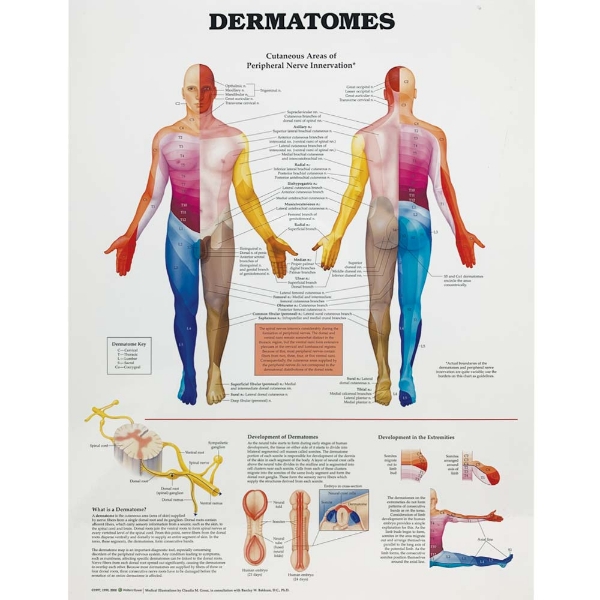 Dermatomes