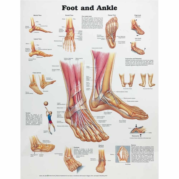 Foot and Ankle