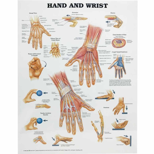 Hand and Wrist