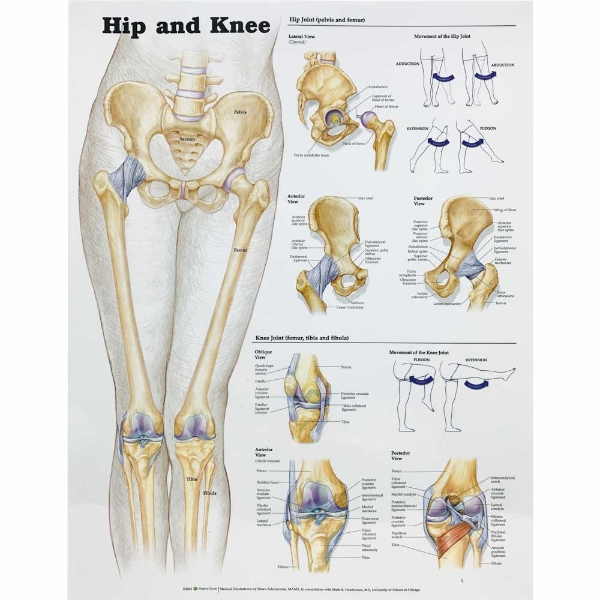 Hip and Knee