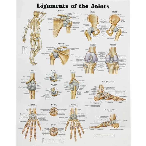 Ligaments of the Joints