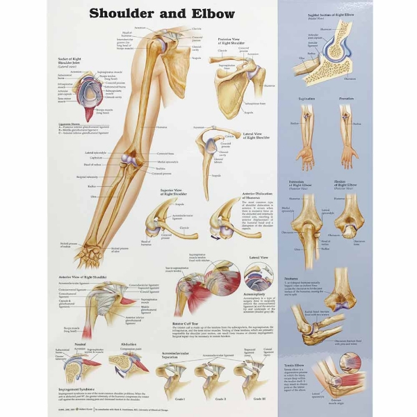 Shoulder and Elbow Anatomy Chart
