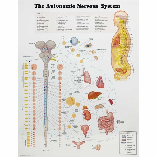 The Autonomic Nervous System