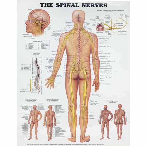 The Spinal Nerves