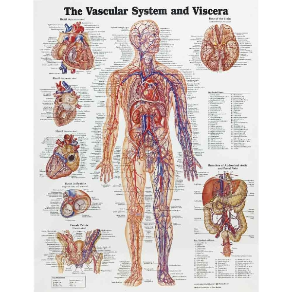 The Vascular System and Viscera