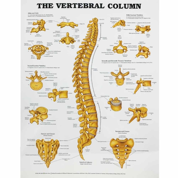 The Vertebral Column