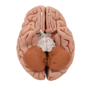 Picture of Human Brain Model - 5 Part