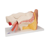 Picture of Human Ear Model - 6 Part