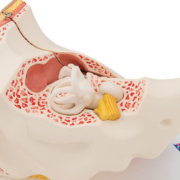 Picture of Human Ear Model - 6 Part