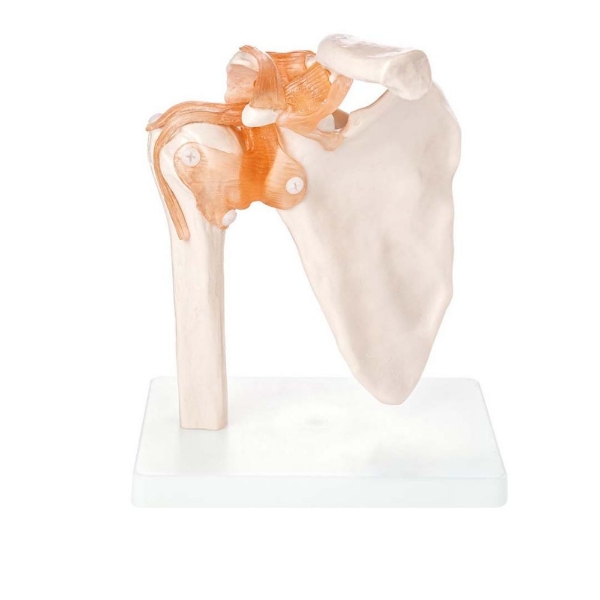 Shoulder Joint - Life Size