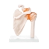 Shoulder Joint - Life Size