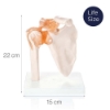 Shoulder Joint - Life Size