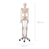 Skeleton - Life Size 180cm Tall