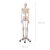 Skeleton - Life Size 180cm Tall