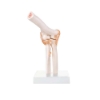 Elbow Joint - Life Size Model
