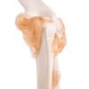 Elbow Joint - Life Size Model