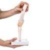 Elbow Joint - Life Size Model
