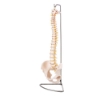 Flexible Vertebral Column Model with Female Pelvis