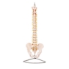 Flexible Vertebral Column Model with Female Pelvis