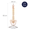 Flexible Vertebral Column Model with Female Pelvis