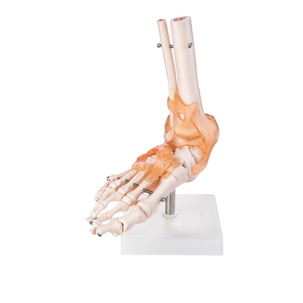 Foot Joint - Life Size with Ligaments Model
