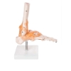 Foot Joint - Life Size with Ligaments Model